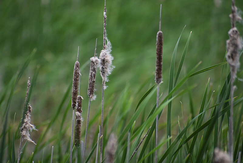 Close up of seven cattails with grass at Wesleyville.